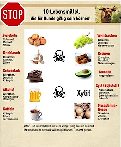 Welche Lebensmittel Sind Fur Hunde Gefahrlich Tierklinik Rostock Gmbh