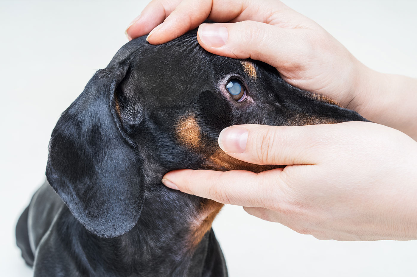 Grauer Star Hund Op Ja Oder Nein Grauer Star beim Hund – Katarakt | Tierklinik Rostock