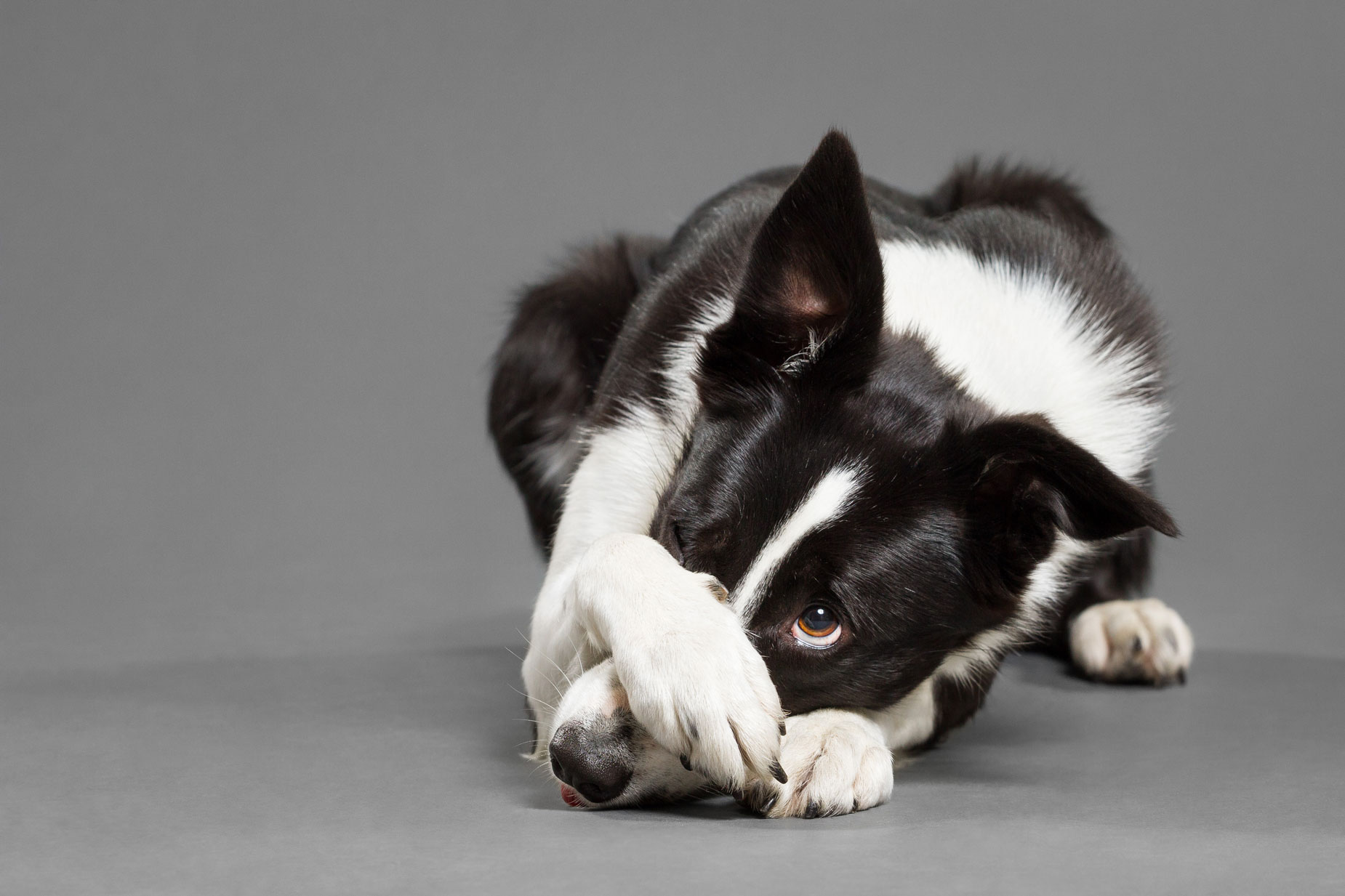 Hat mein Hund epileptische Anfälle? | Tierklinik Rostock