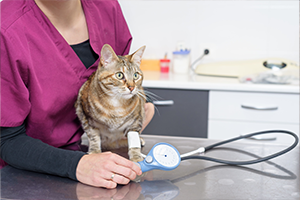 Getigerte Katze mit einer Blutdruckmanschette am Bein, betreut von einer Person in Lila in einer Tierklinik.