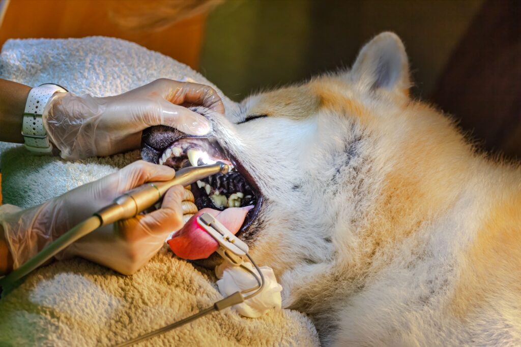 Hund bekommt eine Zahnbehandlung