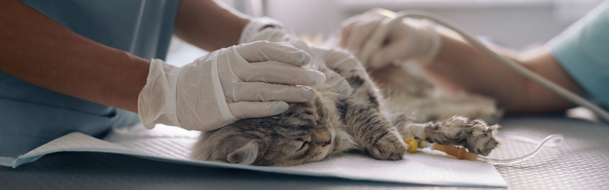 Narkose Katze Alle wichtigen Infos Tierklinik Rostock