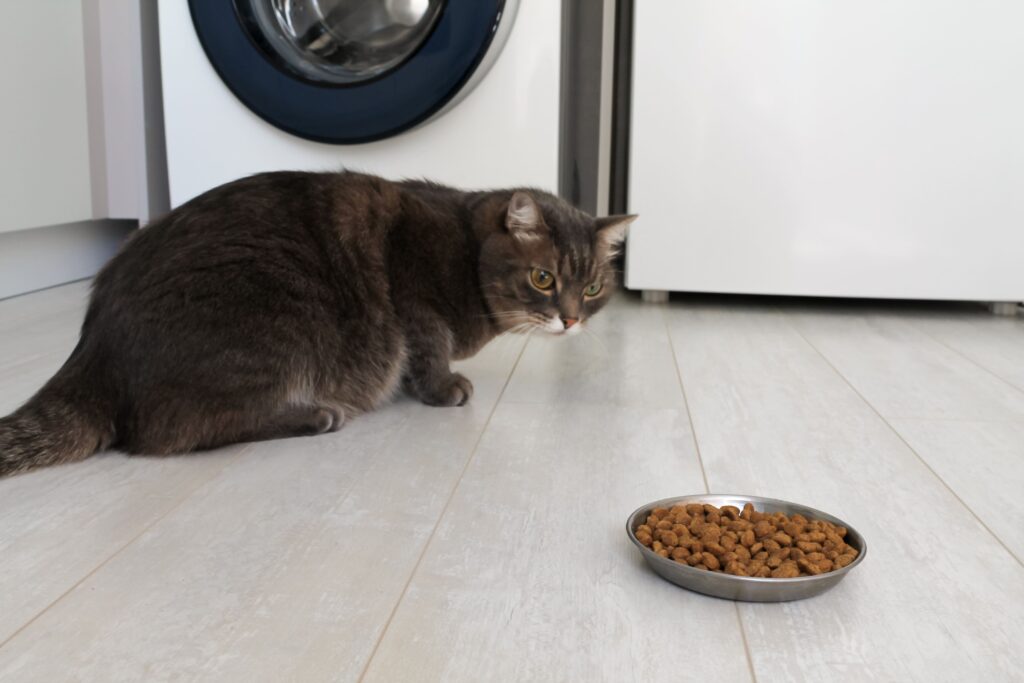 Katze schaut ihr Futter an