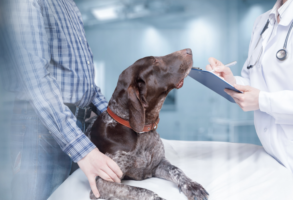 Hund liegt auf dem Untersuchungstisch und wird vom Besitzer festgehalten. Facharzt hält ein Klemmbrett in der Hand und steht gegenüber vom Hund