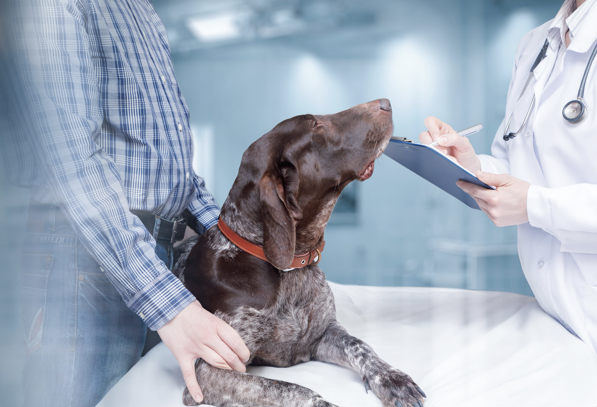 Der Stille Feind Hautkrebs Bei Hunden Erkennen Vorbeugen Behandeln