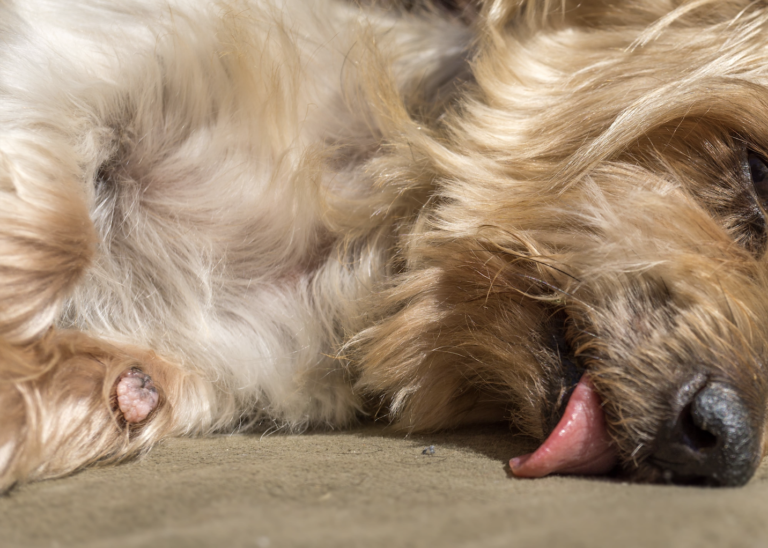 Warze oder Tumor beim Hund Wie erkennen? Tierklinik Rostock