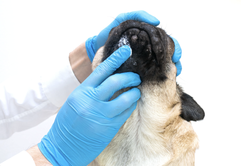 Warze oder Tumor beim Hund - Wie erkennen? | Tierklinik Rostock