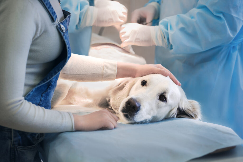 Hund liegt auf einem Operationstisch und wird von zwei Tierärzten behandelt