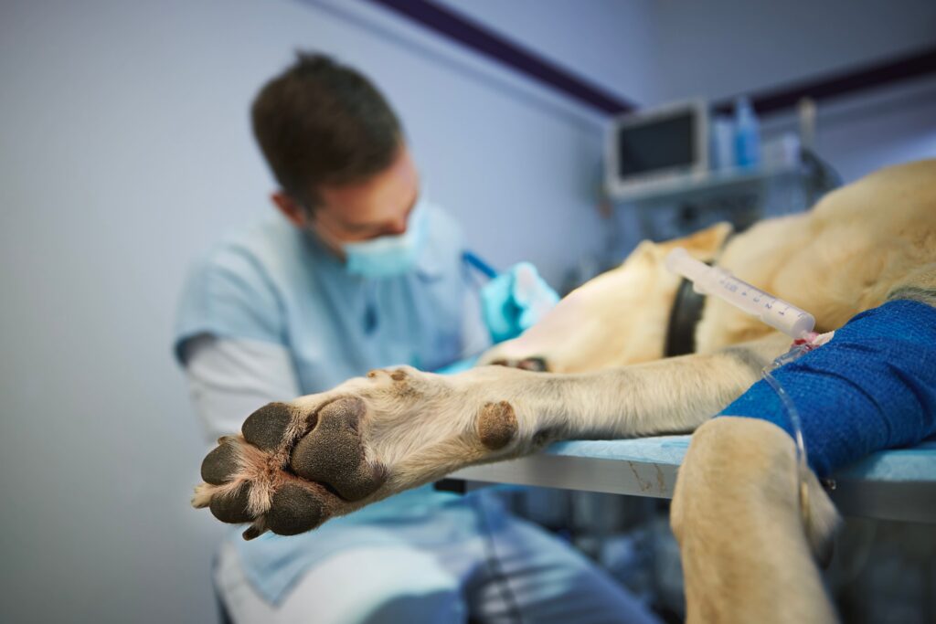 Hund liegt auf dem Tisch während einer Untersuchung von einem Tierarzt