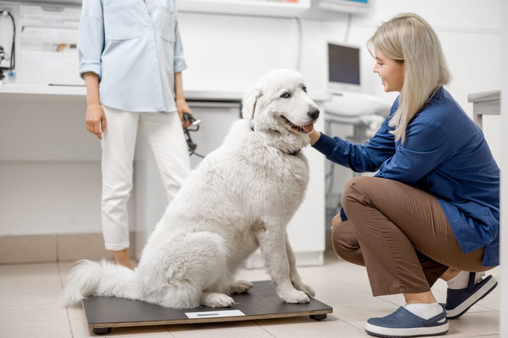 Hund bei der Untersuchung mit Fachärzten