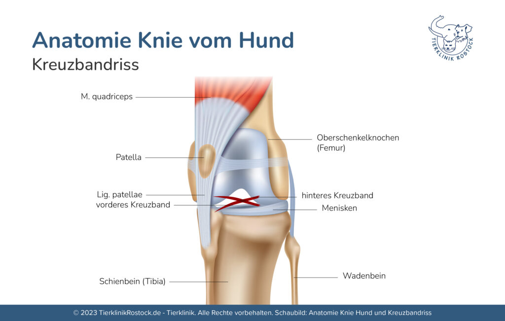 Schaubild der Anatomie von dem Knie eines Hundes