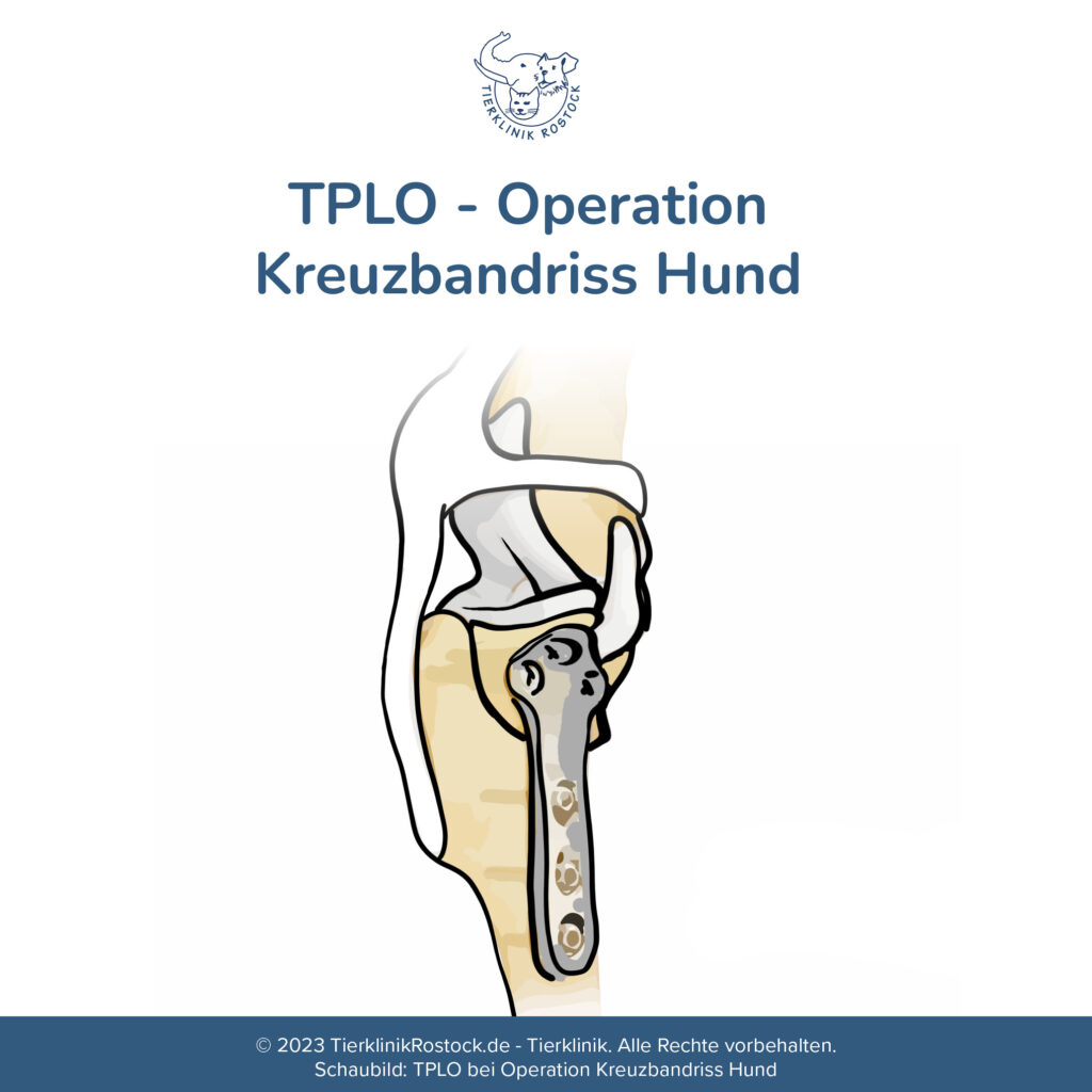 Schaubild einer TPLO- Kreuzbandriss Operation bei einem Hund