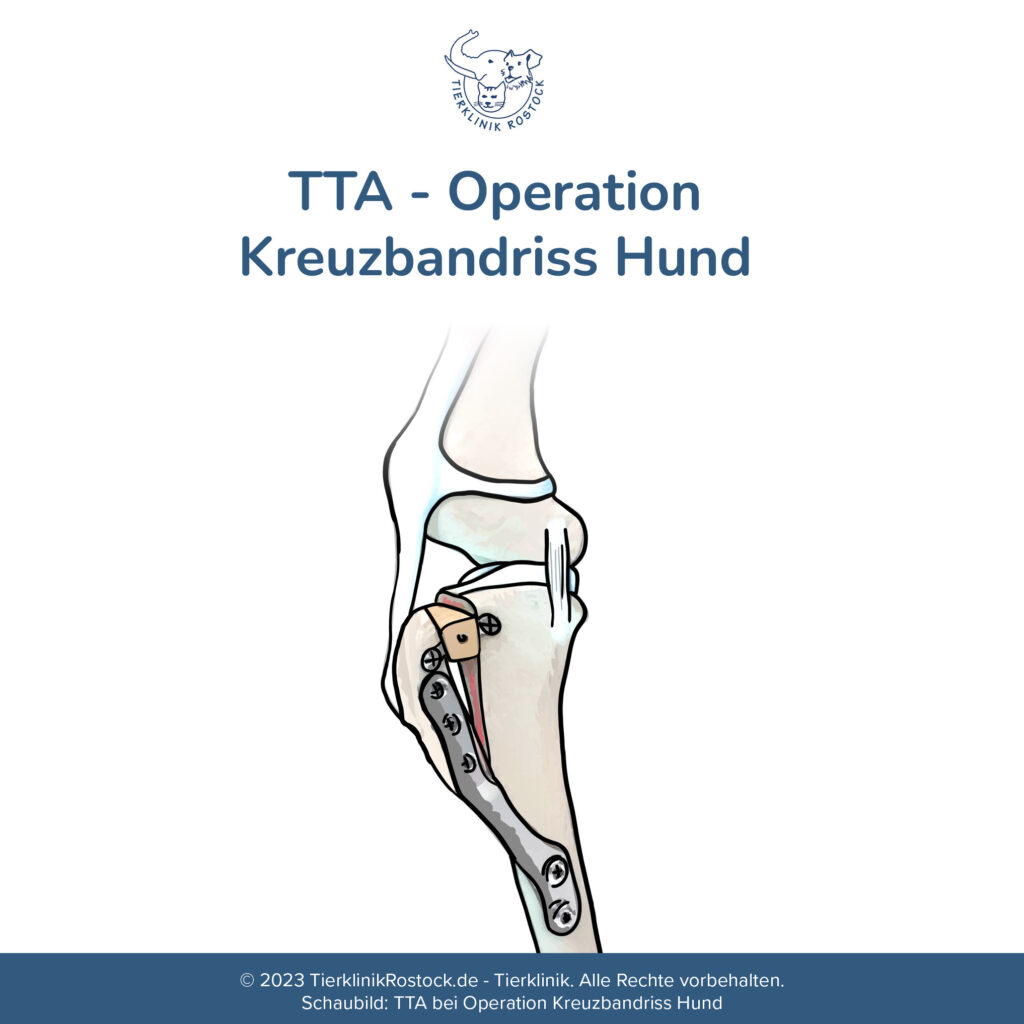 Schaubild einer TTA Kreuzbandriss Operation bei einem Hund