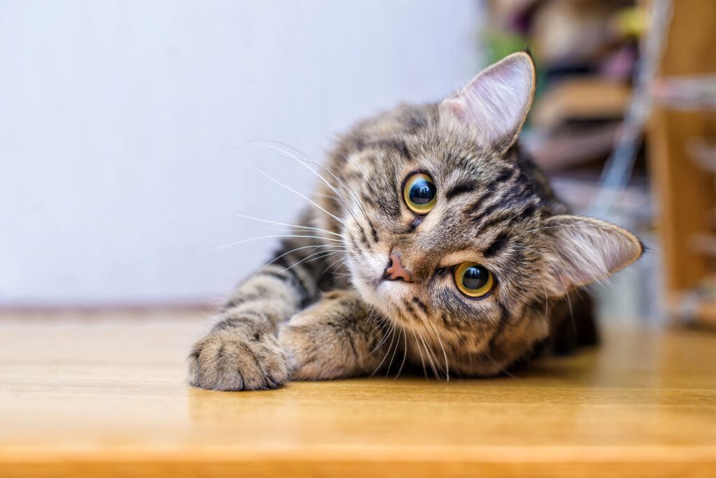 Das Bild zeigt eine süße Katze die auf dem Boden liegt.