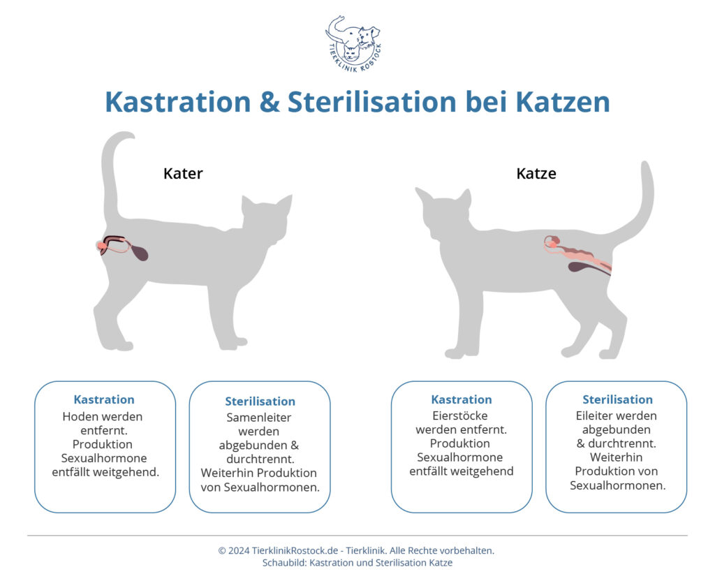 Die Grafik ist ein Schaubild, in dem ein Kater und eine Katze dargestellt sind. Bei beiden wird der Vorgang der Kastration und Sterilisation dargestellt.