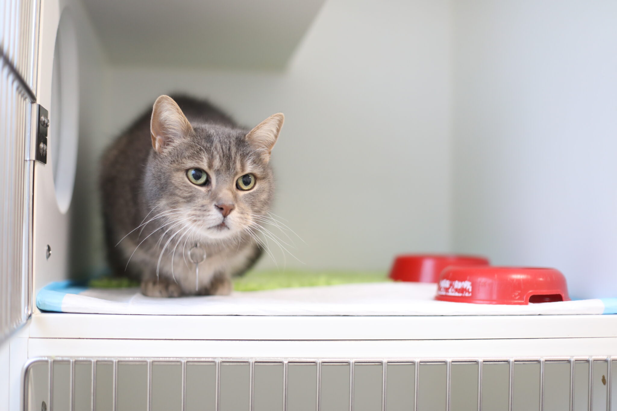 HCM Katze Alle wichtigen Tipps zur Felinen HCM Tierklinik Rostock