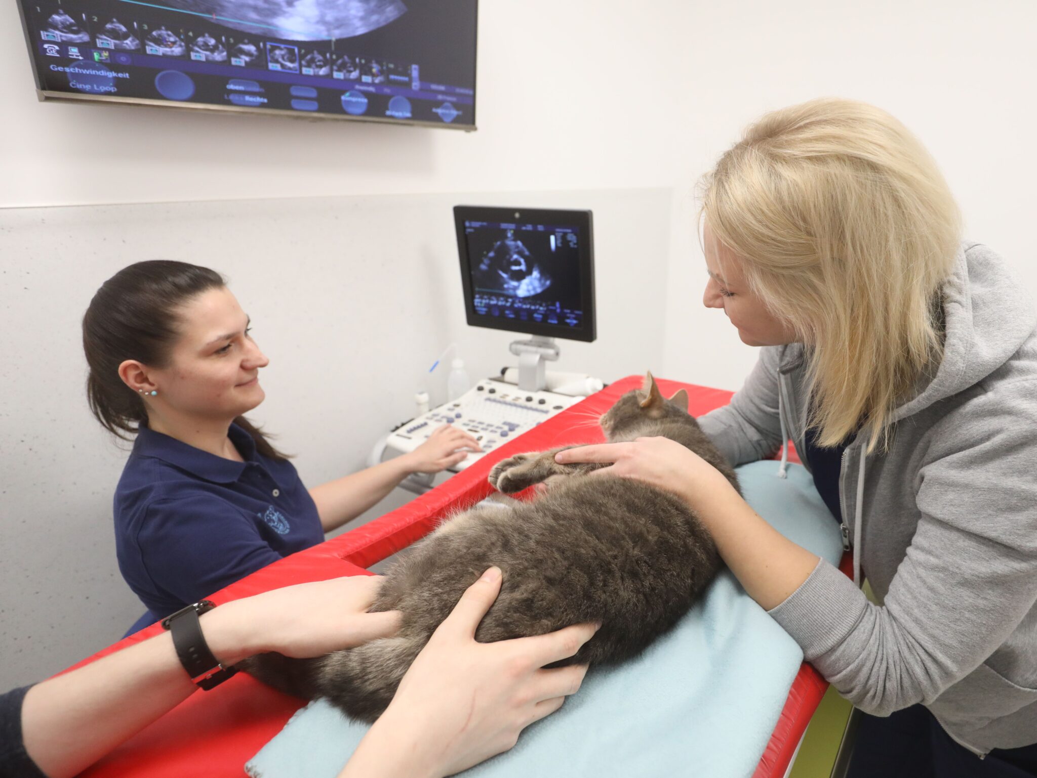 HCM Katze Alle wichtigen Tipps zur Felinen HCM Tierklinik Rostock