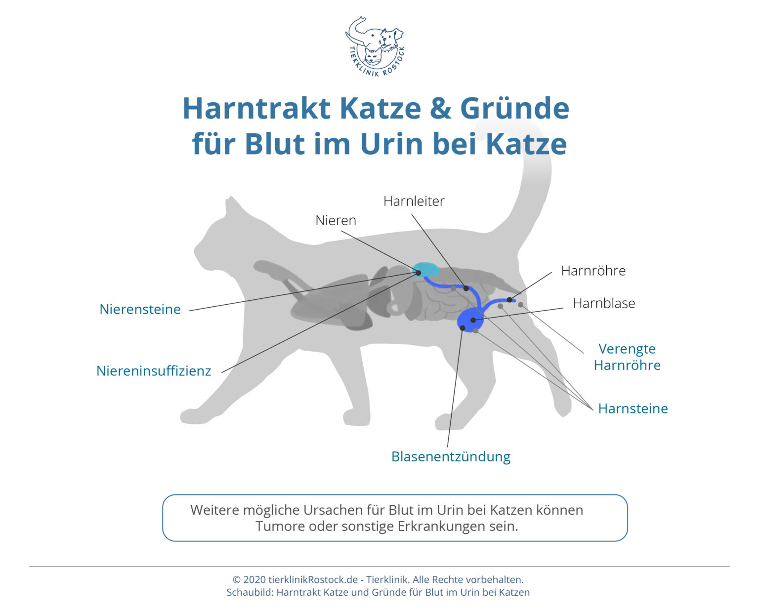 Blut im Urin bei Katzen Was tun? Tierklinik Rostock