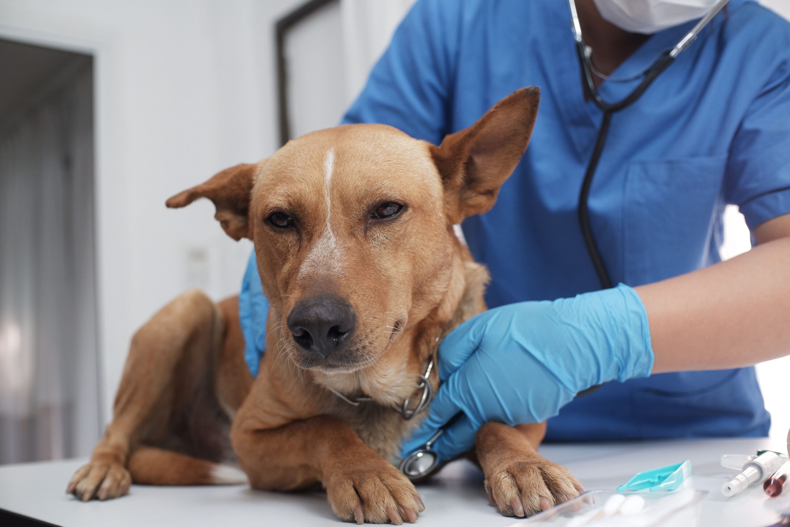 Husten Beim Hund Was Tun www.tierklinikrostock.de