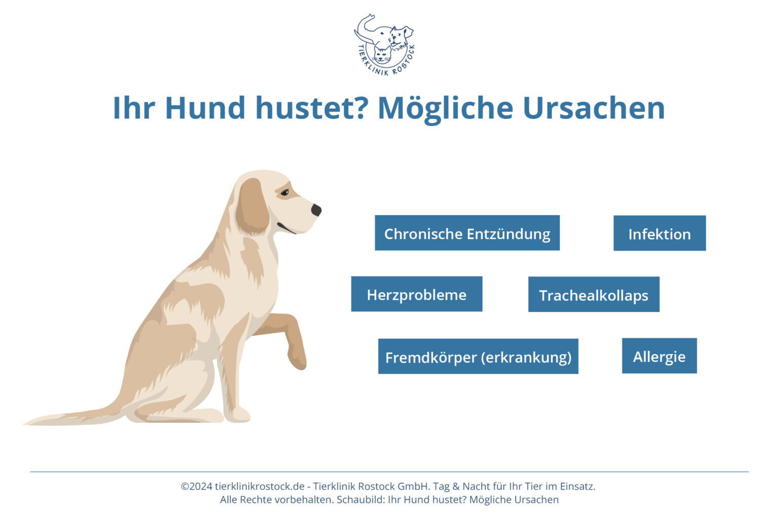 Alter Hund Hustet Und Würgt www.tierklinikrostock.de