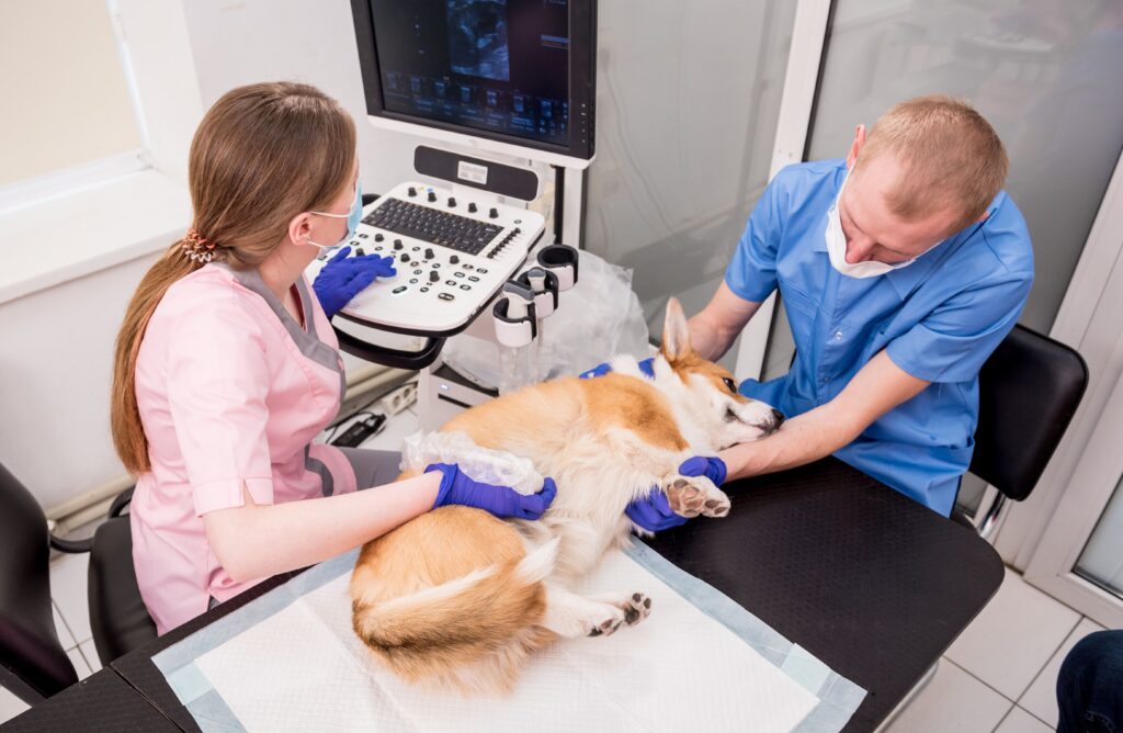 Zwei Tierärzte führen eine Ultraschalluntersuchung an einem Corgi durch, der auf der Seite liegt und schläfrig zu sein scheint. Beide tragen Handschuhe und Masken.