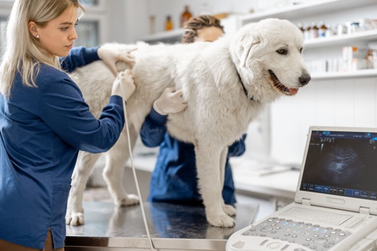 Zwei Tierärzte führen bei einem ruhigen weißen Hund in einer Klinik eine Ultraschalluntersuchung durch, um festzustellen, ob gesundheitliche Probleme das Schnarchen verursachen.