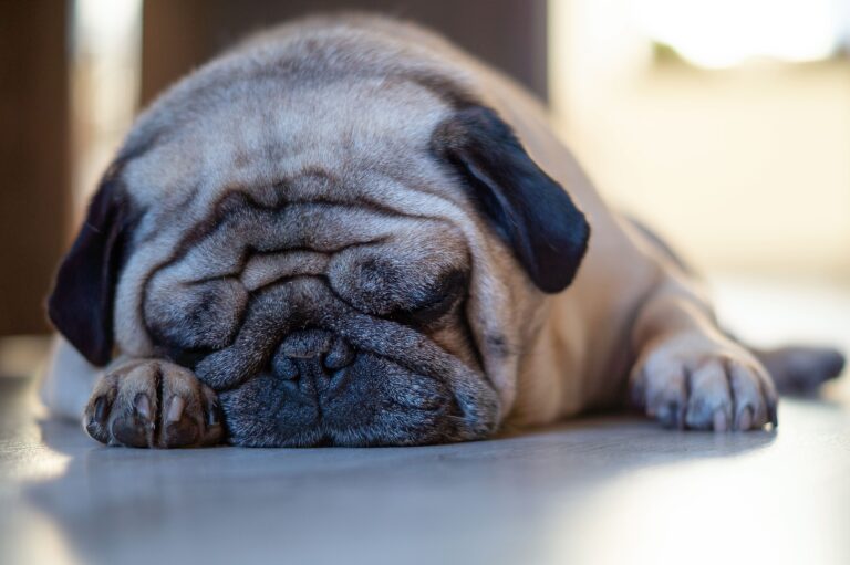 Mops schlafend mit Kopf auf der Pfote, Augen geschlossen, faltiges Gesicht entspannt, leise schnarchend auf einer glatten Oberfläche.