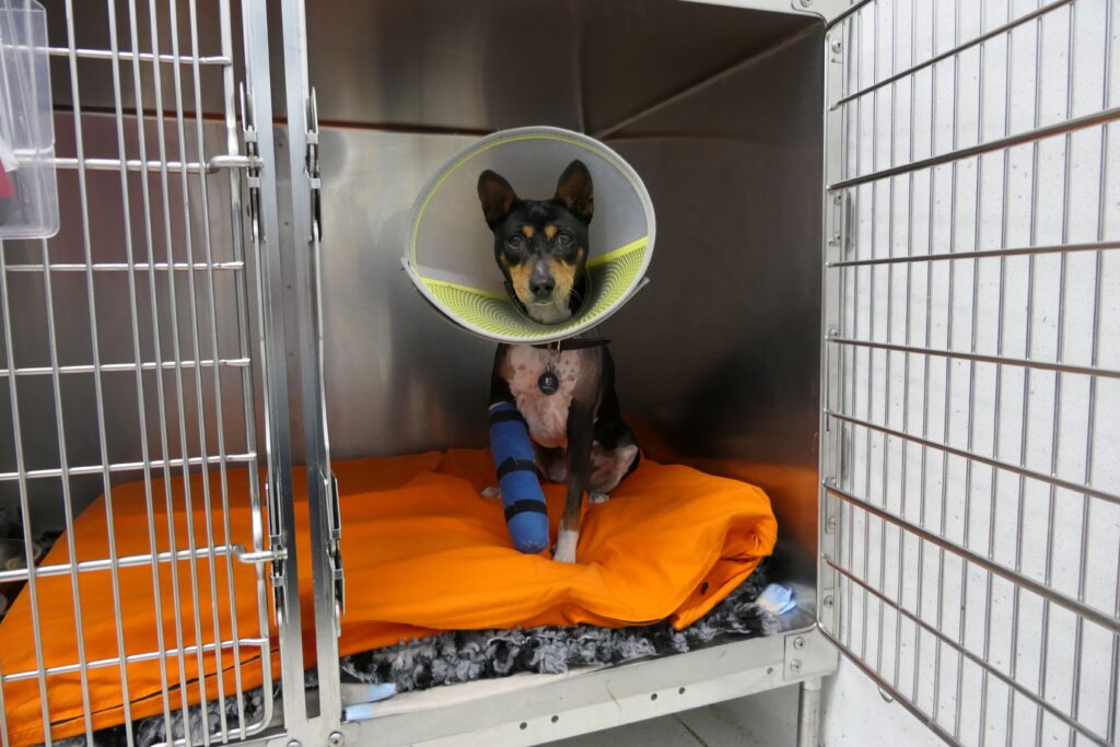 Kleiner Hund mit Halskragen und blauem Verband am Vorderbein sitzt auf orangefarbener Decke im Metallkäfig.
