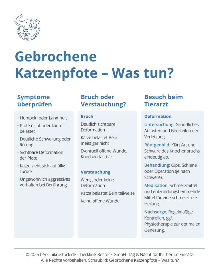 Infografik: Tabelle zu gebrochener Katzenpfote mit Tipps zu Symptomen, Unterschieden Bruch/Verstauchung und Tierarztbesuch.