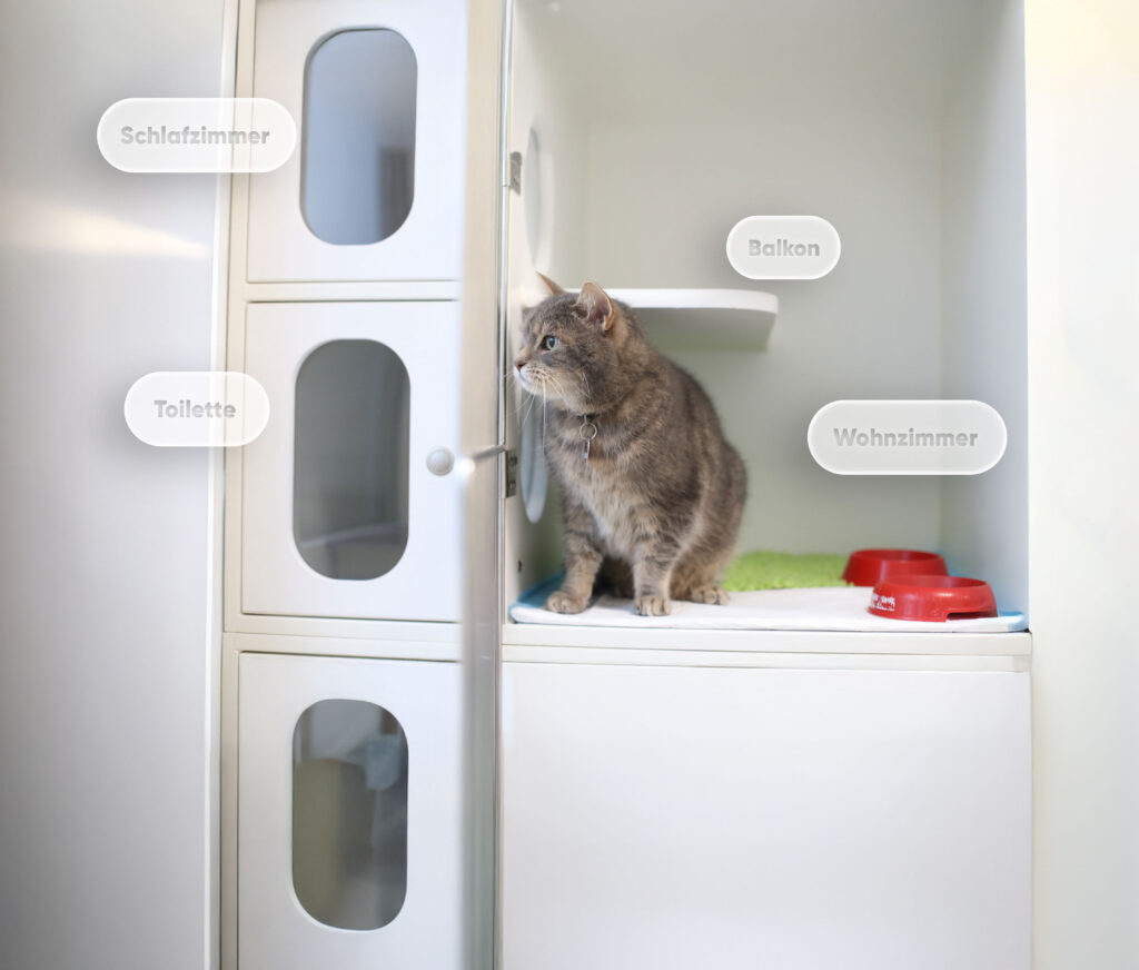 Grau getigerte Katze in einem modernen weißen Katzenhaus mit beschrifteten Zimmern; rote Näpfe und grüne Matte sind ebenfalls zu sehen.