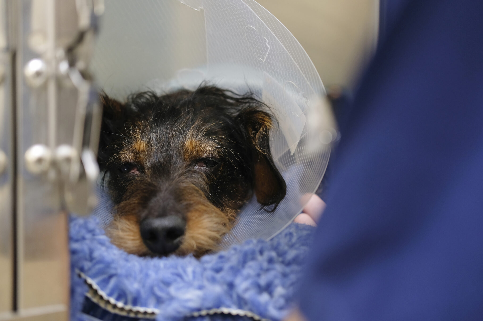 Tierklinik Notdienst – Schnelle Hilfe bei Notfällen