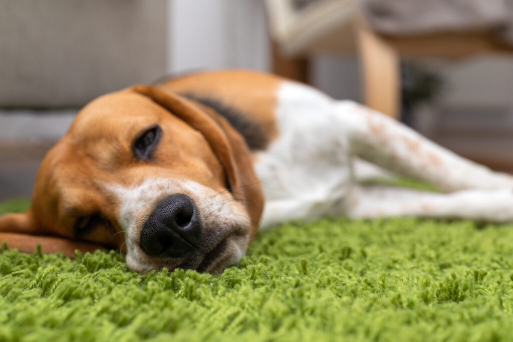 Liegender Hund als Symbol für die Symptome durch eine Vergiftung