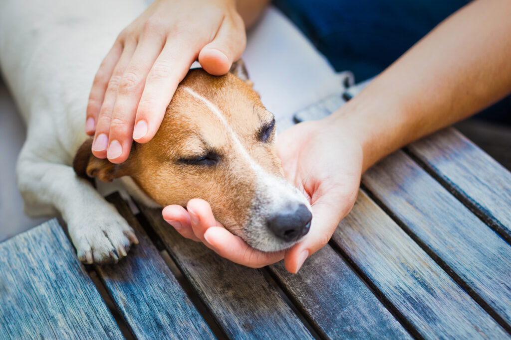 Schlapper Hund als Symbol für Vergiftungssymptome