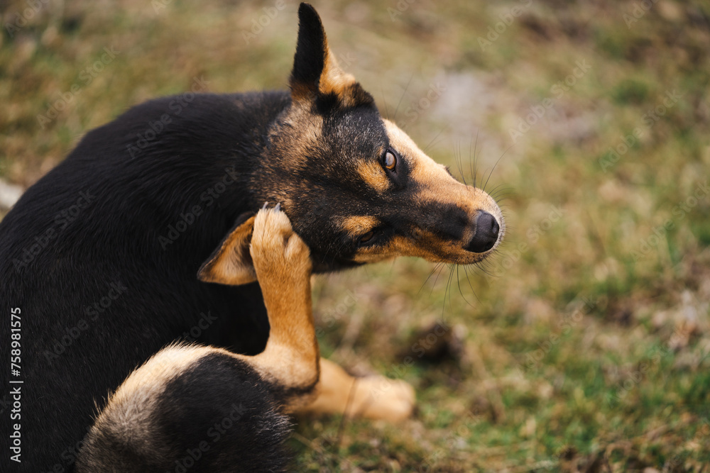 Bild von einem Hund, der sich mit der Pfote hinter dem Ohr kratzt. Dies kann auf einen Befall mit Parasiten hinweisen.