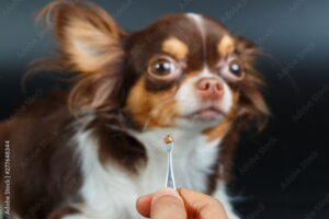 Bild von einem kleinen Hund und einer Zeckenzange. Da Zecken als Parasiten vielfältige Erkrankungen auslösen können, sollten sie baldmöglichst entfernt werden.