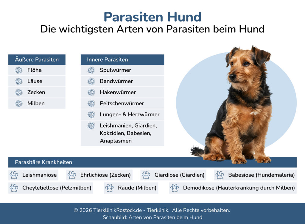 Schaubild mit einem stilisierten Hund im Mittelpunkt und rundherum sind die wichtigsten äußeren und inneren Parasiten aufgeführt und zudem eine Liste der parasitären Erkrankungen beim Hund.